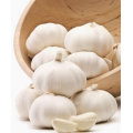 Fresh garlic 2020 wholesale